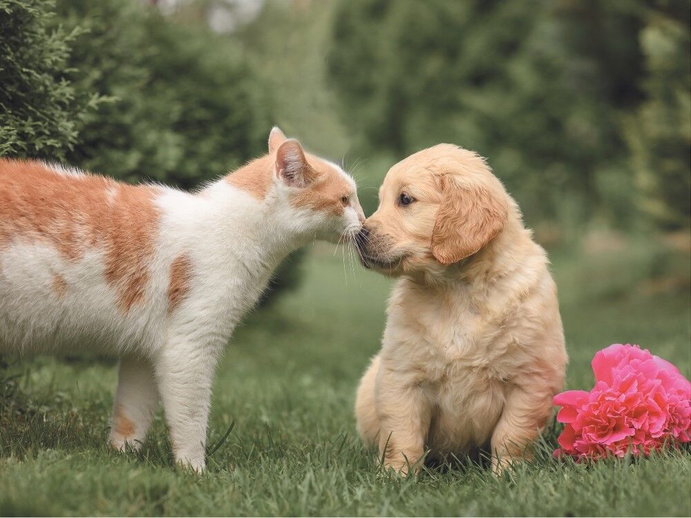 Cat and puppy